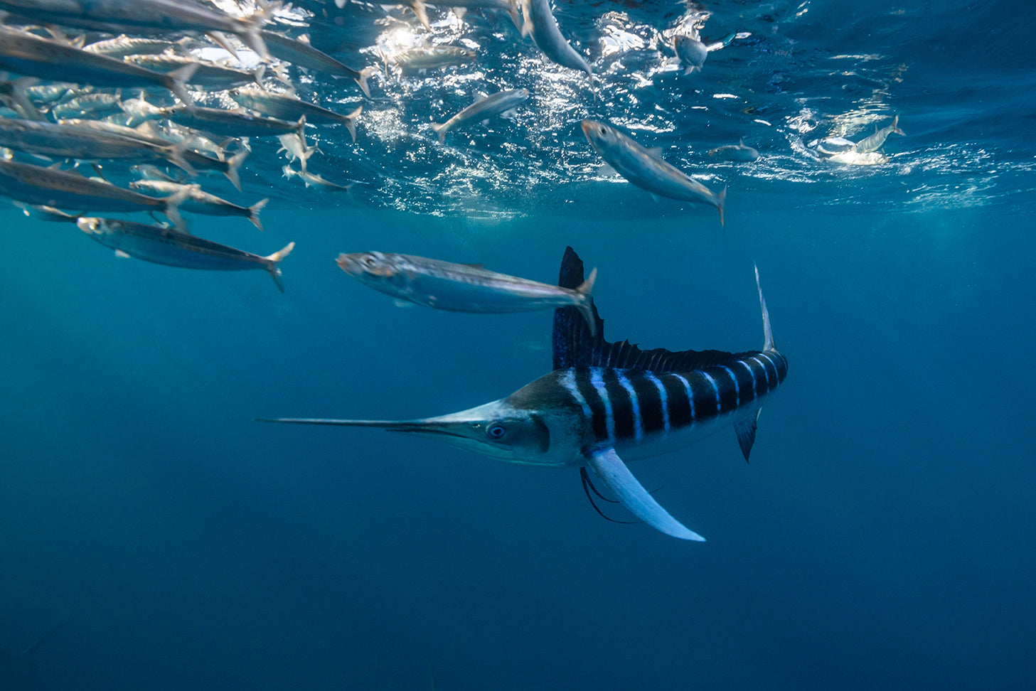 The Sport of Underwater Fishing